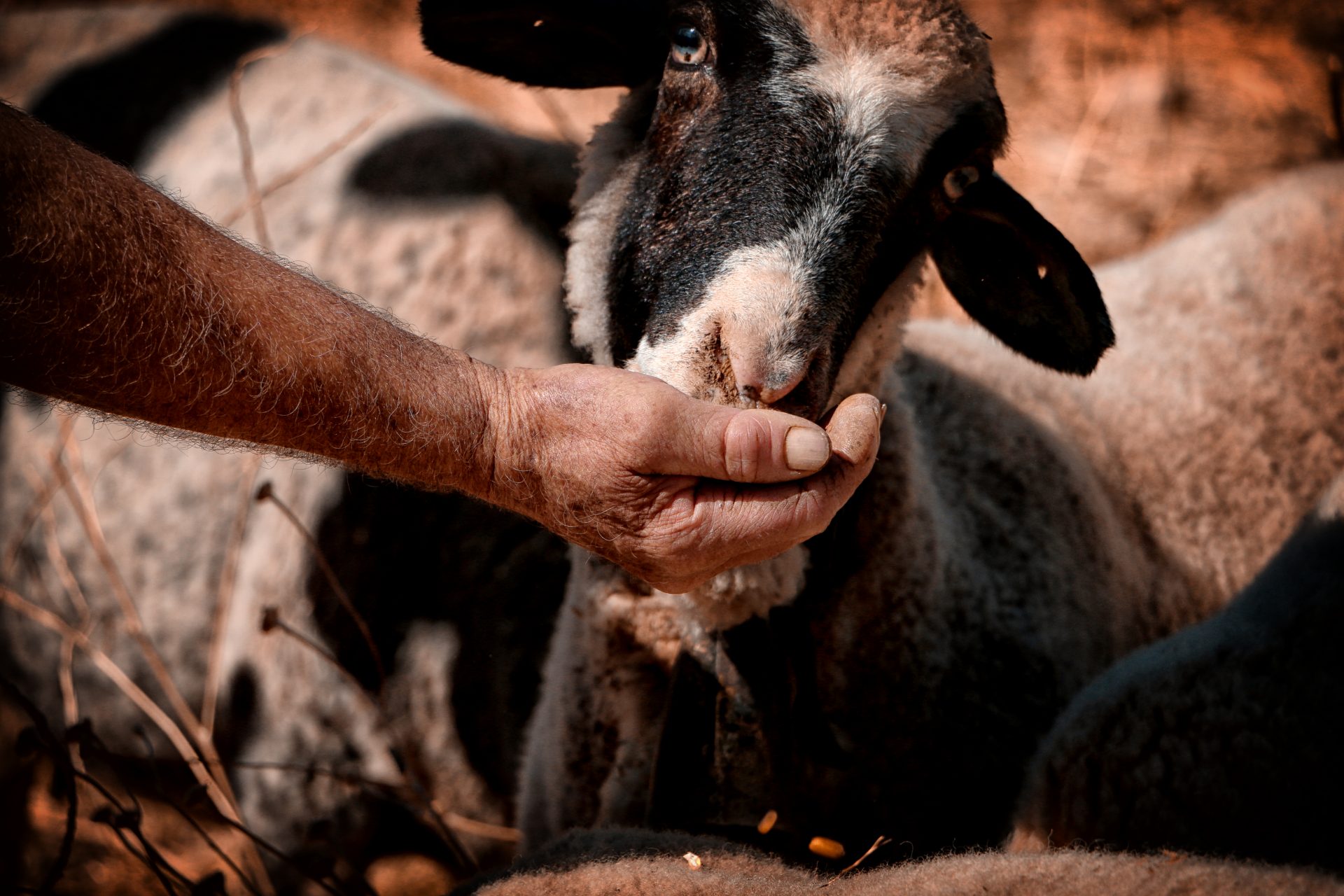 la oveja merina grazalemeña